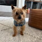 Yorkie, Rainbow Bridge