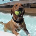 Labrador Retriever, Rainbow Bridge